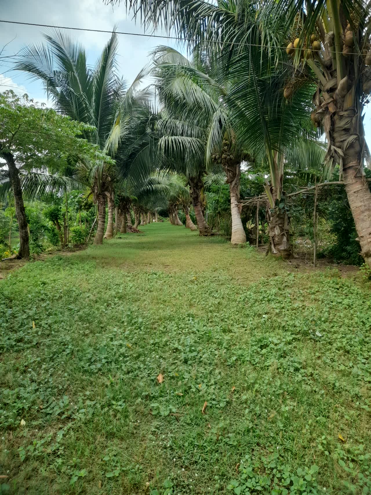 Palm grove